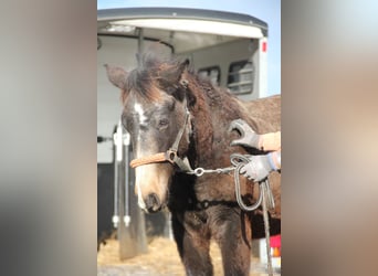 Connemara Mix, Hengst, 1 Jaar, 158 cm, Falbe