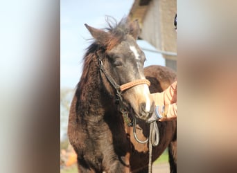 Connemara Mix, Hengst, 1 Jaar, 158 cm, Falbe