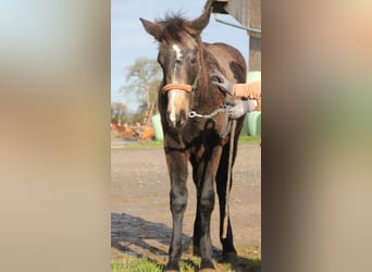 Connemara Mix, Hengst, 1 Jaar, 158 cm, Falbe