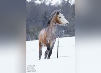 Connemara, Hengst, 1 Jaar, Brown Falb schimmel