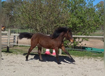 Connemara, Hengst, 1 Jaar, Bruin