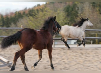 Connemara, Hengst, 1 Jaar, Bruin