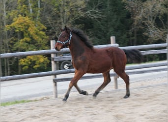 Connemara, Hengst, 1 Jaar, Bruin