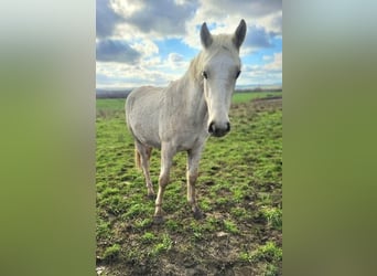 Connemara, Hengst, 1 Jaar, Palomino