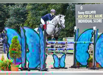 Connemara, Hengst, 1 Jahr, 136 cm, Buckskin