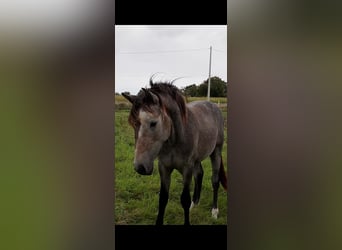 Connemara, Hengst, 1 Jahr, 140 cm, Schimmel
