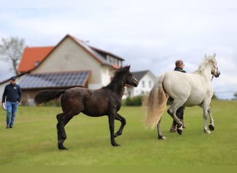 Connemara, Hengst, 1 Jahr, 145 cm, Schimmel