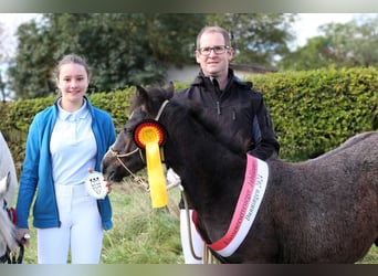 Connemara, Hengst, 1 Jahr, 145 cm, Schimmel
