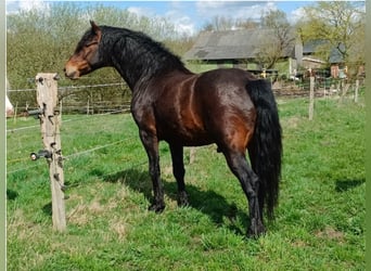 Connemara, Hengst, 1 Jahr, 148 cm, Brauner