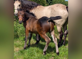 Connemara, Hengst, 1 Jahr, 148 cm, Dunkelbrauner