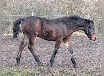 Connemara, Hengst, 1 Jahr, 148 cm, Dunkelbrauner