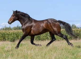 Connemara, Hengst, 1 Jahr, 148 cm, Dunkelbrauner