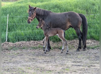 Connemara, Hengst, 1 Jahr, 153 cm, Dunkelbrauner