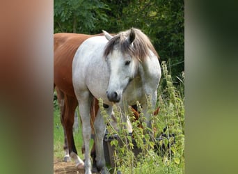 Connemara, Hengst, 1 Jahr, Schimmel