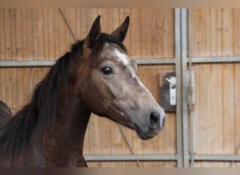 Connemara Mix, Hengst, 2 Jaar, 148 cm, kan schimmel zijn