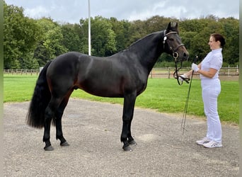 Connemara, Hengst, 2 Jaar, Appelschimmel