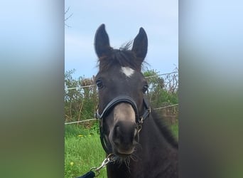 Connemara, Hengst, 2 Jahre, 142 cm, Schimmel
