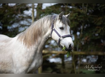 Connemara, Hengst, 2 Jahre, 146 cm, Kann Schimmel werden