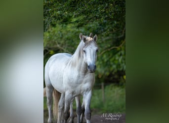 Connemara, Hengst, 2 Jahre, 150 cm, Blauschimmel