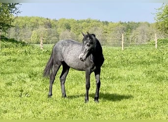 Connemara, Hengst, 2 Jahre, Apfelschimmel