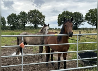 Connemara, Hengst, 2 Jahre, Braunfalbschimmel