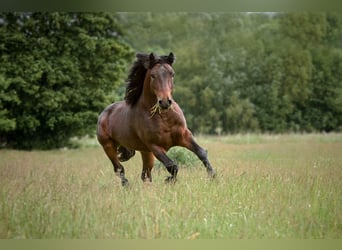 Connemara, Hengst, 3 Jaar, 146 cm, Bruin