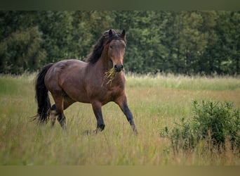 Connemara, Hengst, 3 Jaar, 146 cm, Bruin