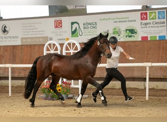 Connemara, Hengst, 3 Jaar, 146 cm, Bruin