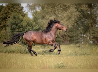 Connemara, Hengst, 3 Jaar, 146 cm, Bruin