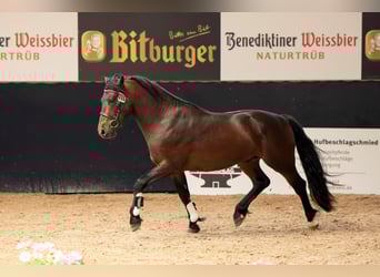 Connemara, Hengst, 3 Jaar, 146 cm, Bruin