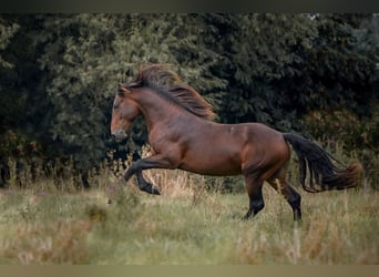 Connemara, Hengst, 3 Jaar, 146 cm, Bruin
