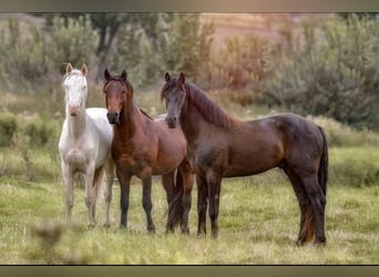 Connemara, Hengst, 3 Jaar, 146 cm, Bruin