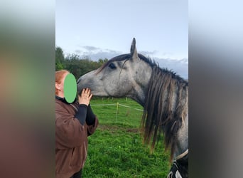 Connemara, Hengst, 3 Jaar, 148 cm, Schimmel