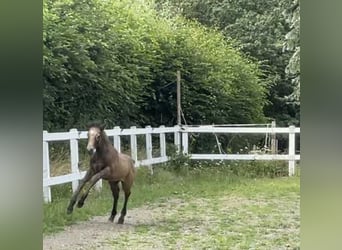 Connemara, Hengst, 3 Jahre, 146 cm, Braunfalbschimmel