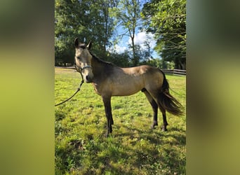 Connemara, Hengst, 4 Jaar, 147 cm, Buckskin