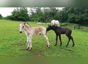 Connemara, Hengst, 4 Jahre, 147 cm, Brauner