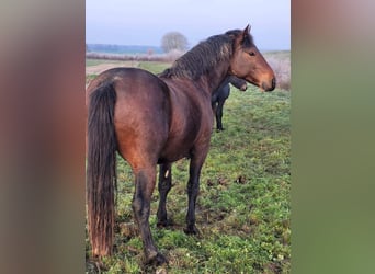 Connemara, Hengst, 4 Jahre, 147 cm, Brauner