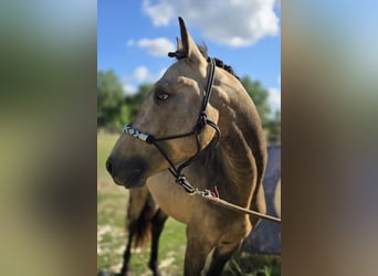 Connemara, Hengst, 4 Jahre, 147 cm, Buckskin