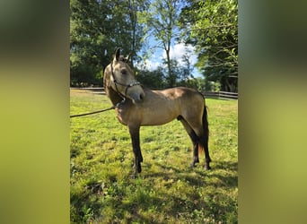 Connemara, Hengst, 4 Jahre, 147 cm, Buckskin
