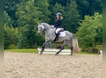 Connemara, Hengst, 4 Jahre, 147 cm, Rappschimmel
