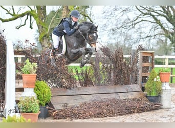 Connemara, Hengst, 5 Jaar, 147 cm, Bruin