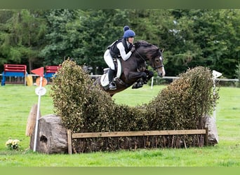 Connemara, Hengst, 5 Jaar, 147 cm, Bruin