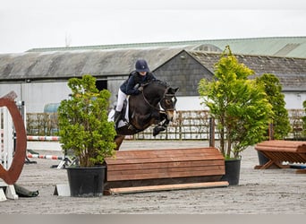 Connemara, Hengst, 5 Jahre, 147 cm, Brauner