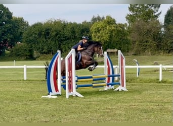 Connemara, Hengst, 6 Jaar, 145 cm, Bruin