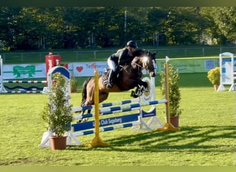 Connemara, Hengst, 6 Jaar, 145 cm, Bruin