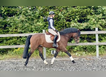 Connemara, Hengst, 6 Jahre, 145 cm, Brauner
