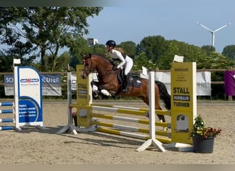 Connemara, Hengst, 6 Jahre, 145 cm, Brauner