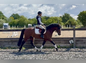 Connemara, Hengst, 6 Jahre, 145 cm, Brauner