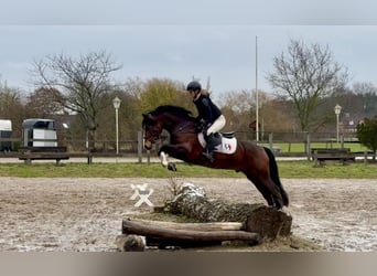 Connemara, Hengst, 6 Jahre, 145 cm, Brauner