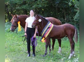 Connemara, Hengst, Fohlen (05/2025), 145 cm, Brauner